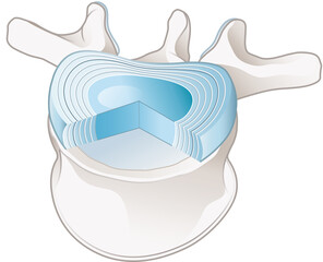 Healthy lumbar vertebrae and intervertebral disc. Labeled illustration
