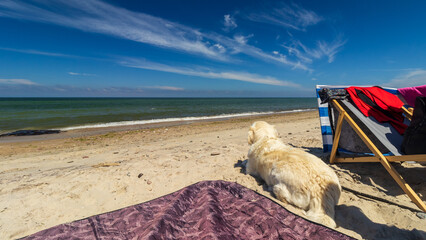 pies golden retriever na wakacjach nad morzem bałtyckim - obrazy, fototapety, plakaty
