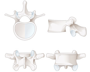 Healthy lumbar vertebrae. Different views. Labeled illustration