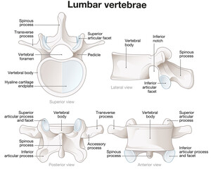 Healthy lumbar vertebrae. Different views. Labeled illustration