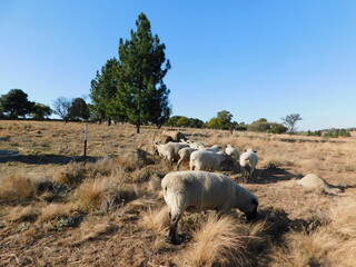 A herd of Hampshire Down Ram sheep huddled together, walking through a golden winter's grass field...