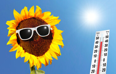 Sonnenblume und Thermometer 40 Grad