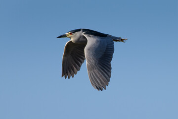 Black-crowned Night Heron in flight