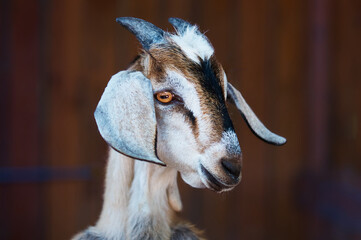 Goat head portrait. Curious horned handsome begging for food.