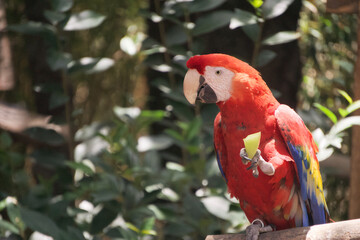 A scarlet macaw holds its food with one of its legs
