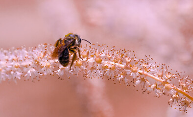 abeille en plain travail