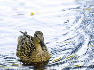 Female mallard duck (Anas platyrhynchus)