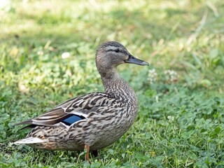 Female mallard duck (Anas platyrhynchus)
