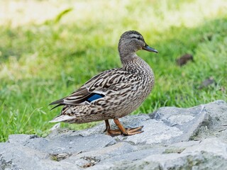 Female mallard duck (Anas platyrhynchus)