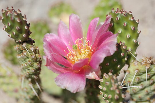 pink opuncia cactus flower in the sun