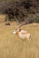 Fototapeta premium Scimitar Oryx, Scimitar-horned Orb or Sahara Oryx on a game farm in South Africa