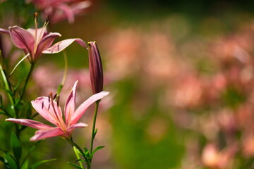 Fototapeta premium Several pink lilies in the garden.