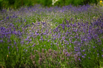 Fototapeta premium Several bushes of blue lavender in the garden.