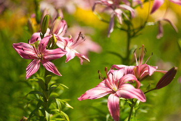 several pink lilies in the garden.