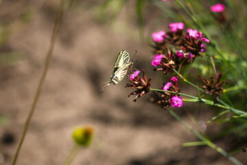 White butterfly on a pink flower.