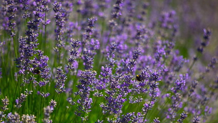 Fototapeta premium Several bushes of lilac lavender in the garden.