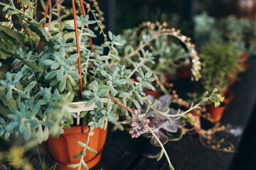 Fototapeta premium Plant background. Cactus succulents in a planter. Floral arrangement. Blooming Echeveria