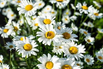Green summer meadow with daisies. Bees on flowers.