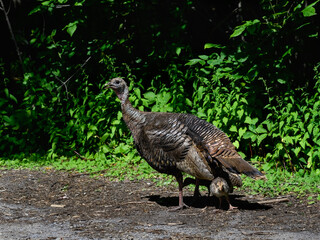 Wild Turkey with poults foraging in summer against green leaves