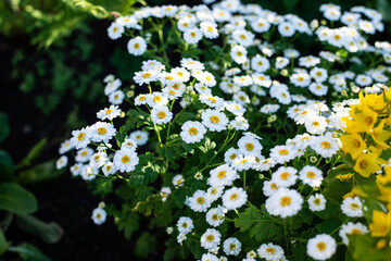 Green summer meadow with daisies. Bees on flowers.