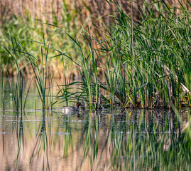 great crested grebe
