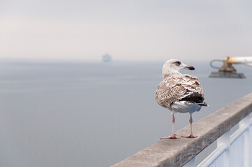 Grey gull on the ship’s rail against the foggy sea