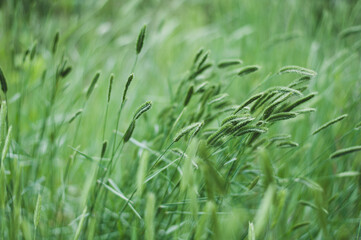 Thick green grass with spikes