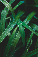 Green grass with large drops of water after rain