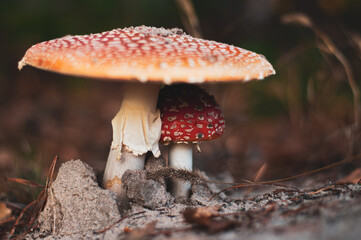 Two poisonous mushrooms, macro-photography of the fly agaric