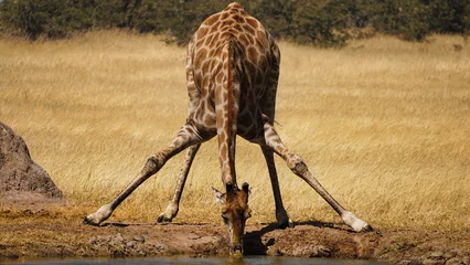 Foto op Canvas Giraffe Wasserloch © ST