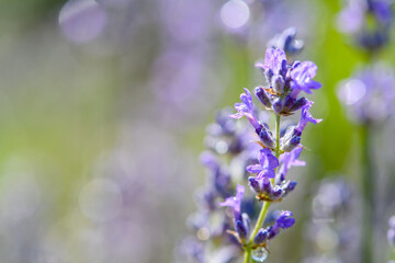 Fototapeta na wymiar Close-up of a lavender flower against a lavender field.