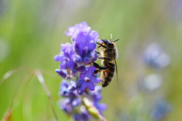 Close-up of bee on beautiful lavender blooming in early summer.