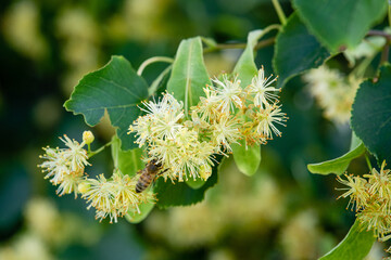 Close-up of Linden tree blossoms on a branch