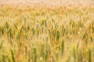 Ears of unripe wheat growing in a wheat field