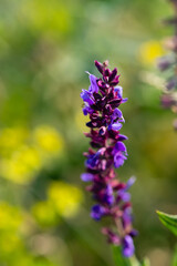 Purple wild flower blooming in the field close-up.