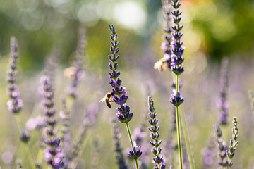 Obraz na płótnie Canvas Close-up of bee on beautiful lavender blooming in early summer.