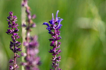 Obraz na płótnie Canvas Purple wild flower blooming in the field close-up.