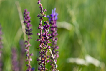 Purple wild flower blooming in the field close-up.