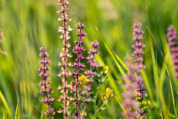 Fototapeta premium Wildflowers and herbs in a summer sunny day.
