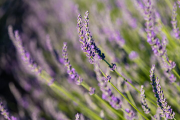 Lavender Flowers. Lavender herb flower field in summer with copy space.