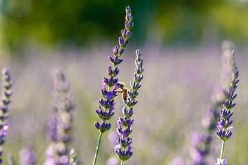 Close-up of bee on beautiful lavender blooming in early summer.
