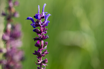 Purple wild flower blooming in the field close-up.