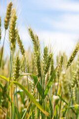 Ears of unripe wheat growing in a wheat field