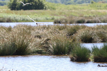 A beautiful landscape shot at a nature reserve. Birds can be seen flying in the image, with lakes and a beautiful green scenic background. Ducks can be seen in the foreground.