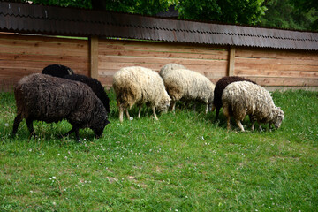 Fototapeta premium Sheeps in a meadow on green grass.
