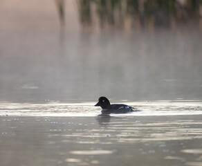 duck in the water