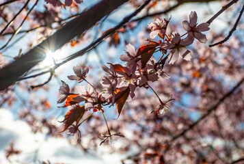 cherry blossom