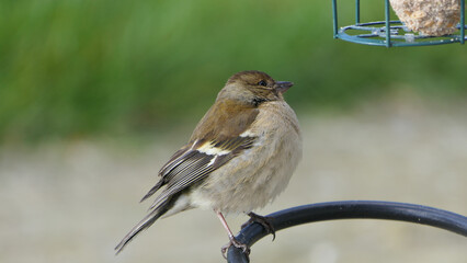 Common chaffinch sick Trichomoniasis Canker Fat finch in UK