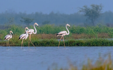 Flamingos- A family on outing