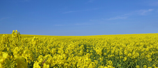 Fields of Yellow Oilseed rape rapeseed blowing in the wind Ireland